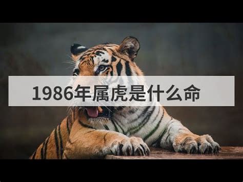 1986年是什麼虎|【1986是什麼虎】1986年是什麼虎？不同屬虎年分運勢「大解密。